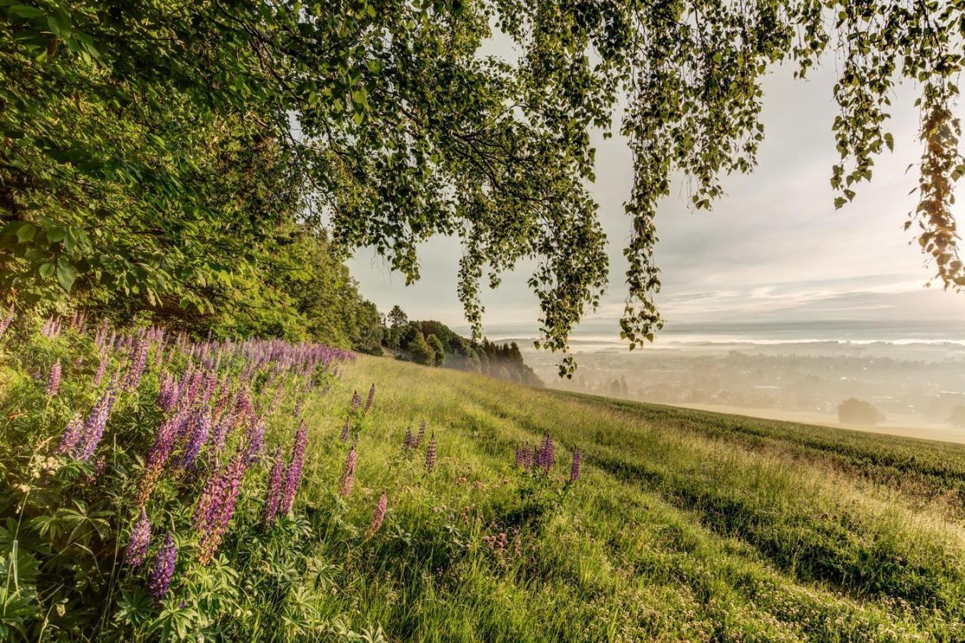 Wellness Apartmany Cesky Raj & Biokolna Lomnice nad Popelkou Esterno foto